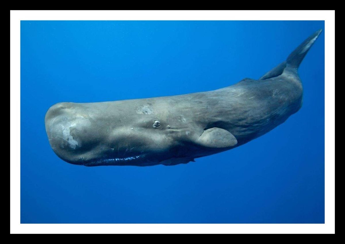 Кит Кашалот