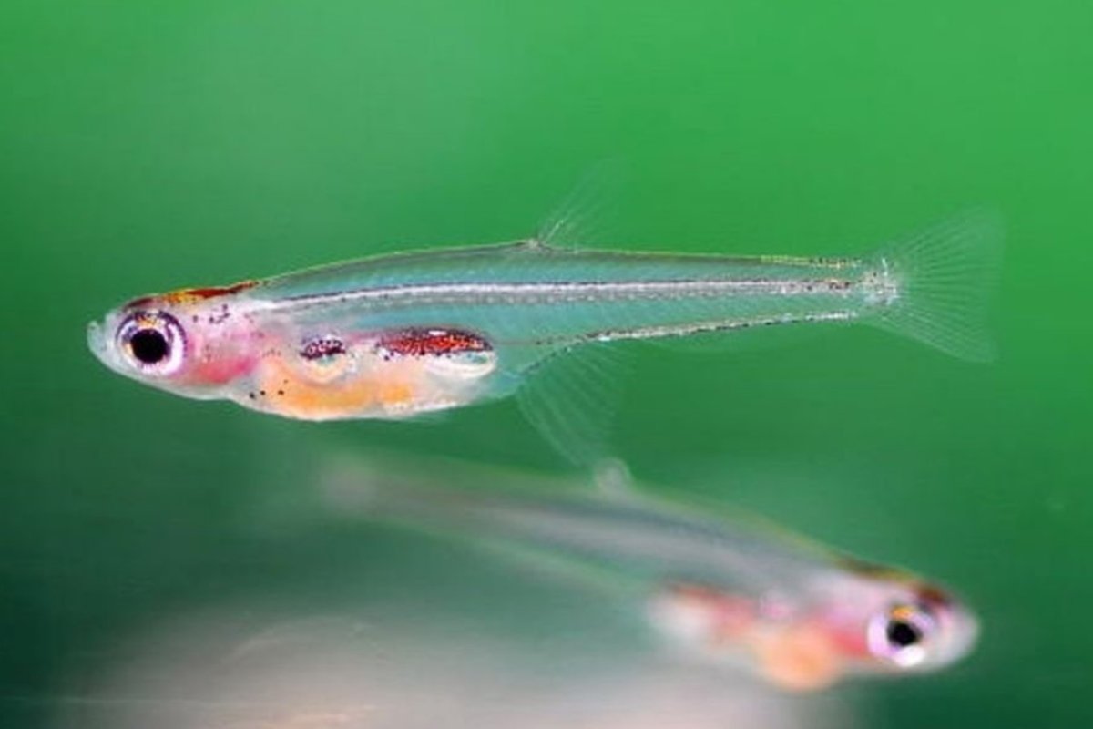 Тропическая рыбка вида Paedocypris progenetica