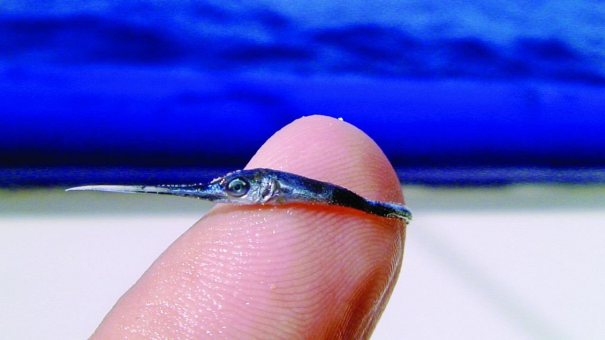 Рыба меч малек