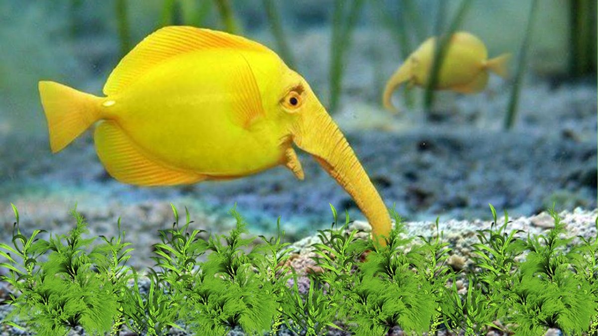 Рыбка Слоник аквариумная