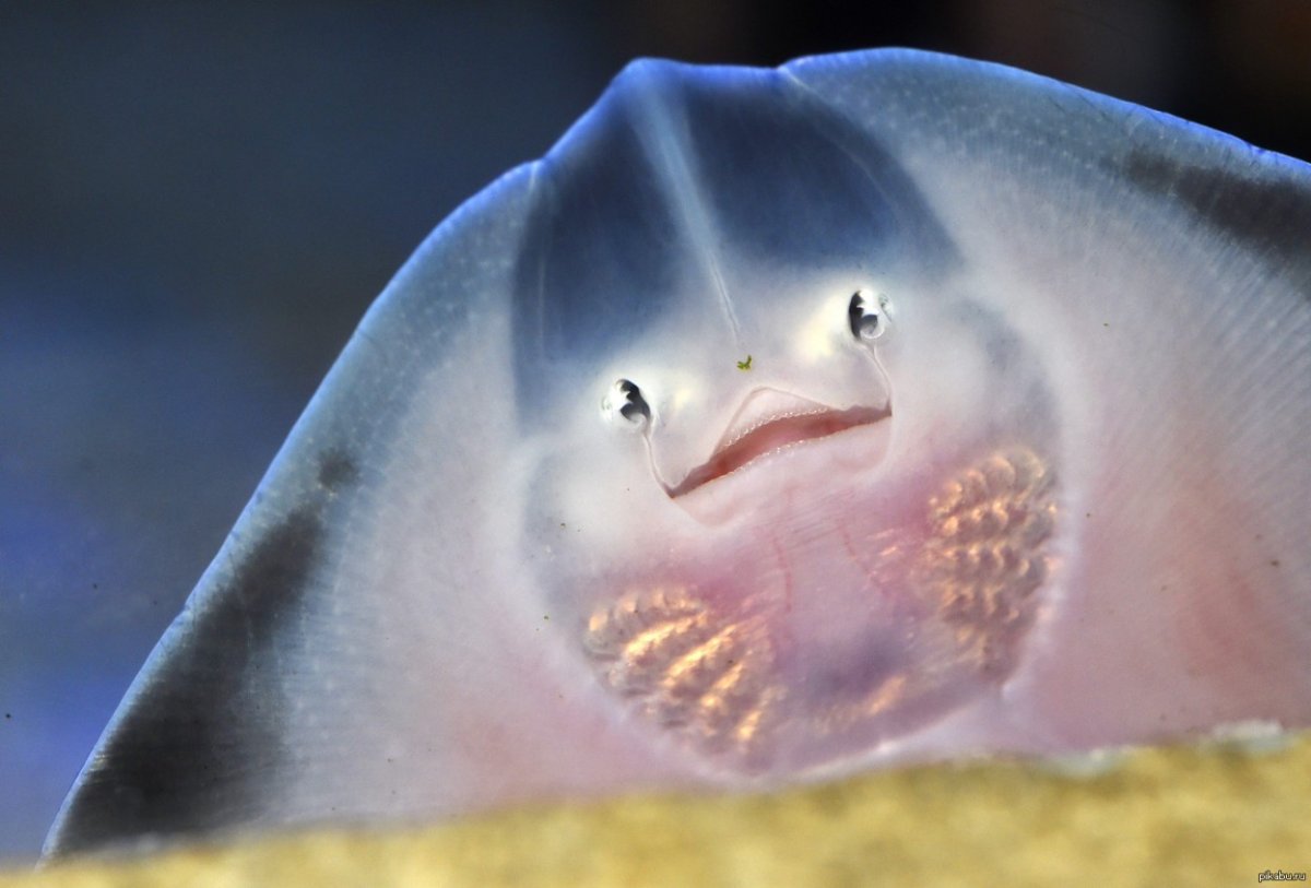 Скат Смирнова