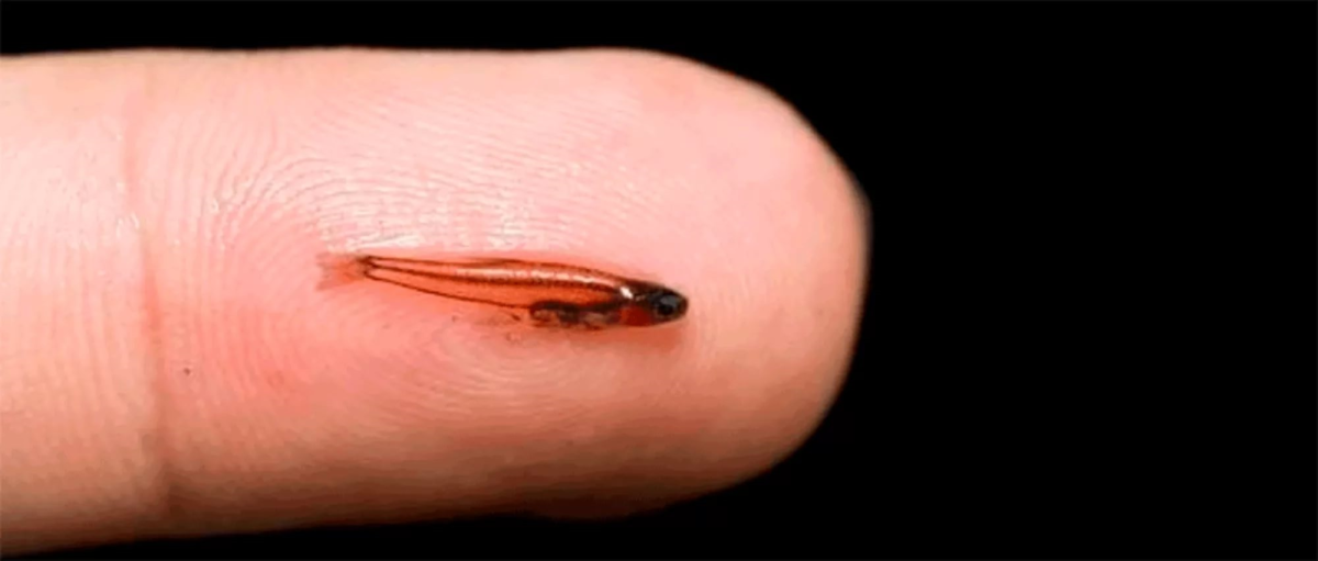 Сальпа рыба большая