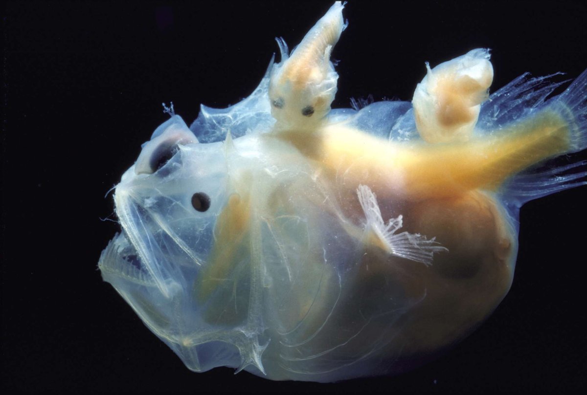 Рыбка Мандаринка