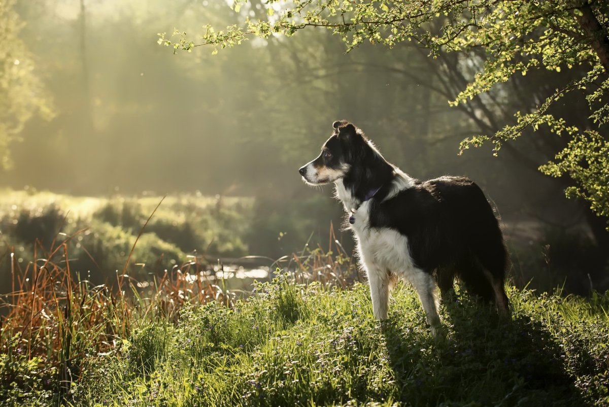 Бордер колли трехцветная