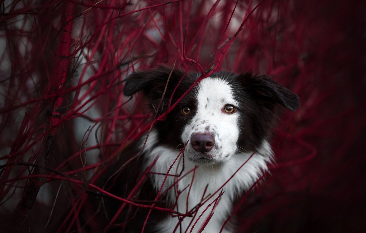 Собака смотрит вверх