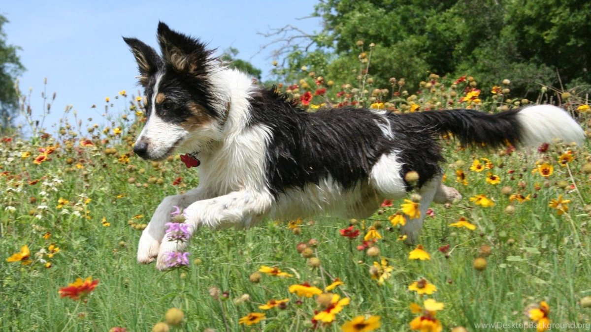 Бордер колли на природе
