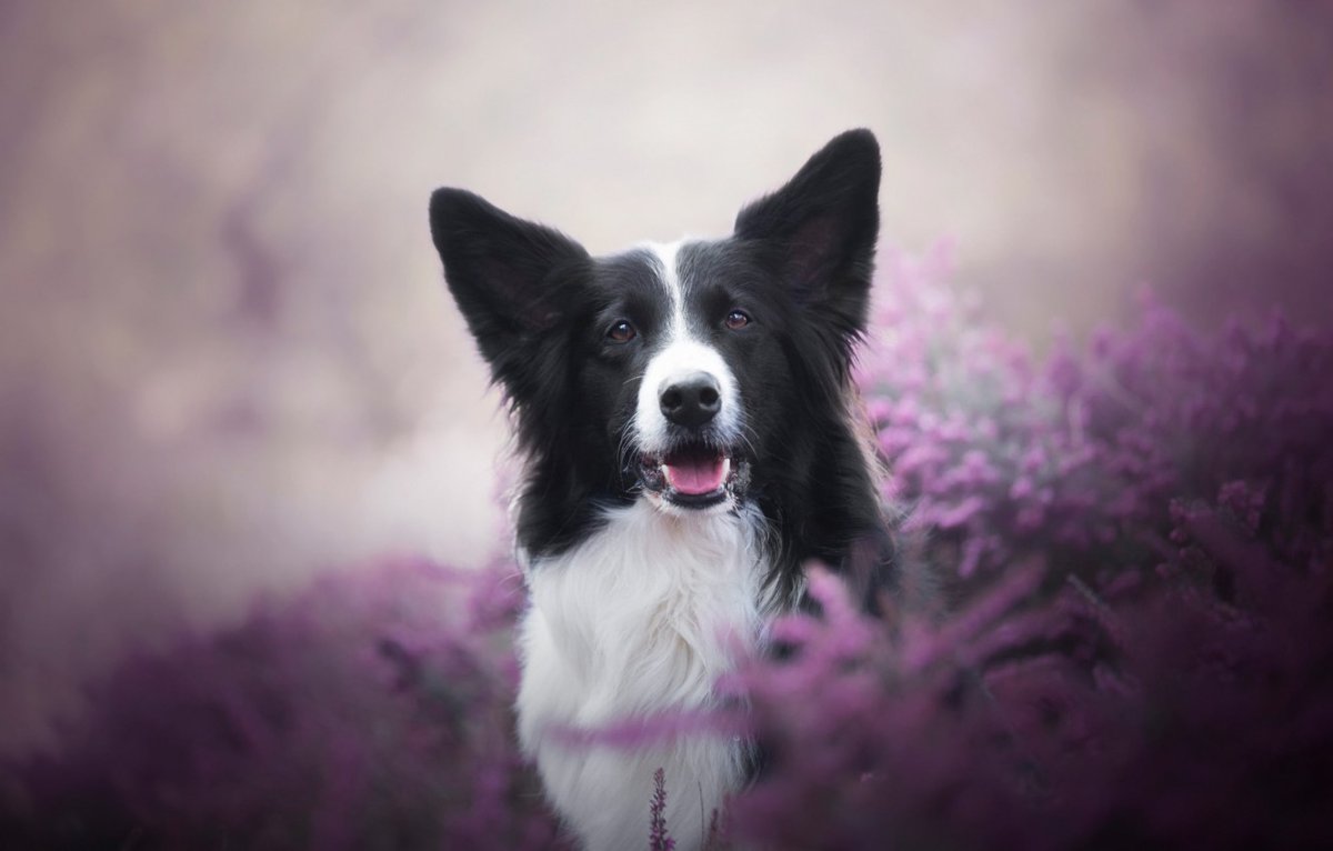 Бордер колли мраморный окрас