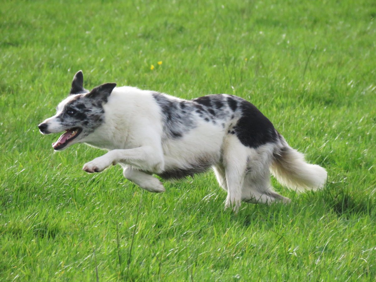 Колли австралийская овчарка