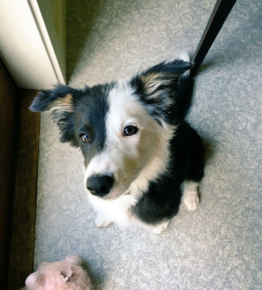 Бордер колли черный