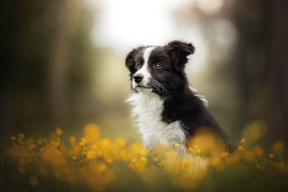 Шелси собака Триколор щенок