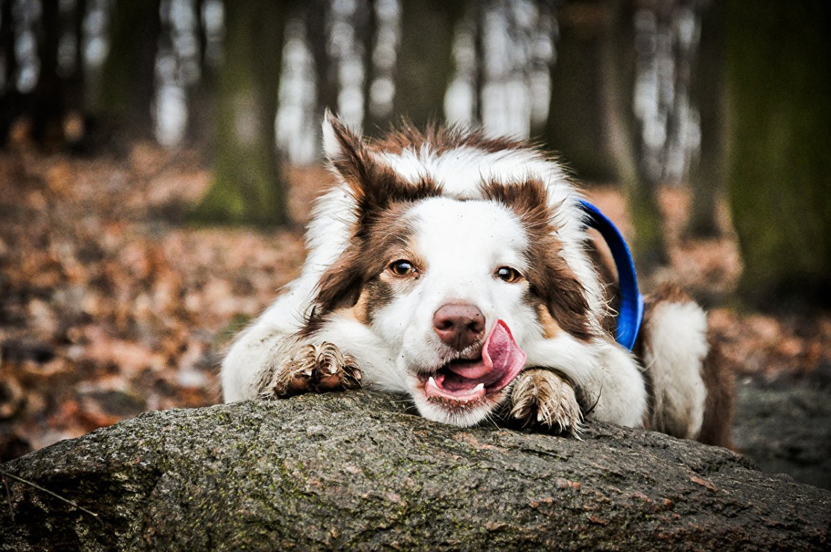 Рыже черный бордер колли