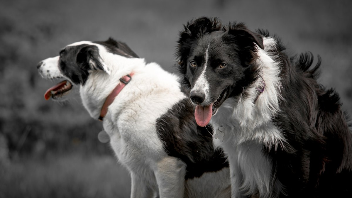 Колли австралийская овчарка