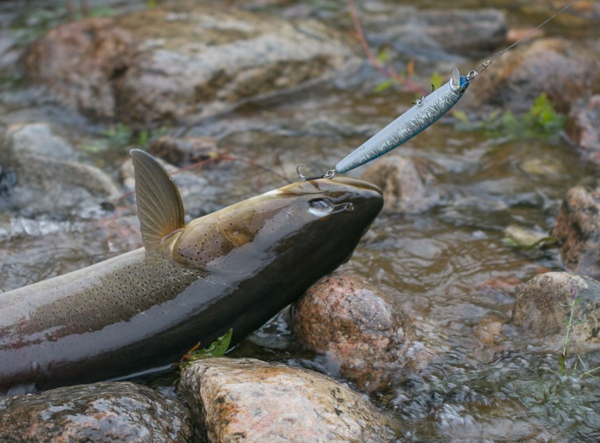 Таймень Байкальский