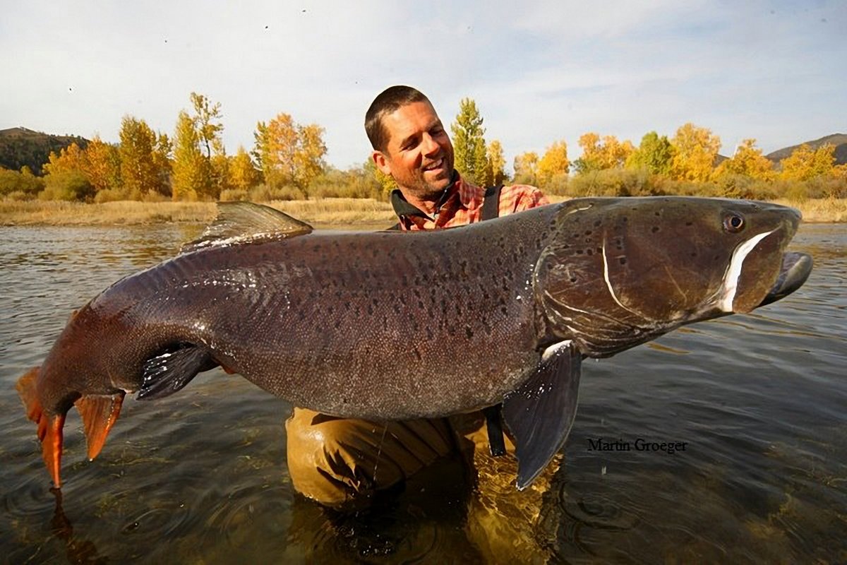Таймень рыба 80 кг