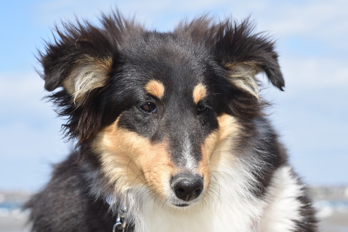 Бордер колли Триколор