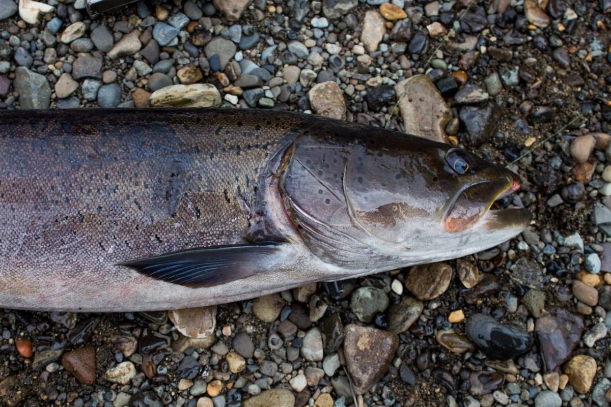 Форелевое озеро Алтай