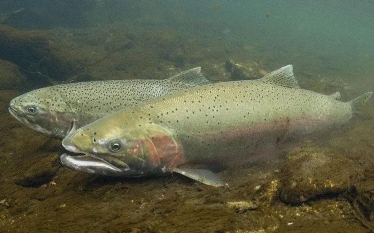 Таймень рыба