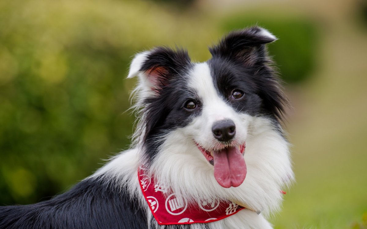 Бордер колли мрамор