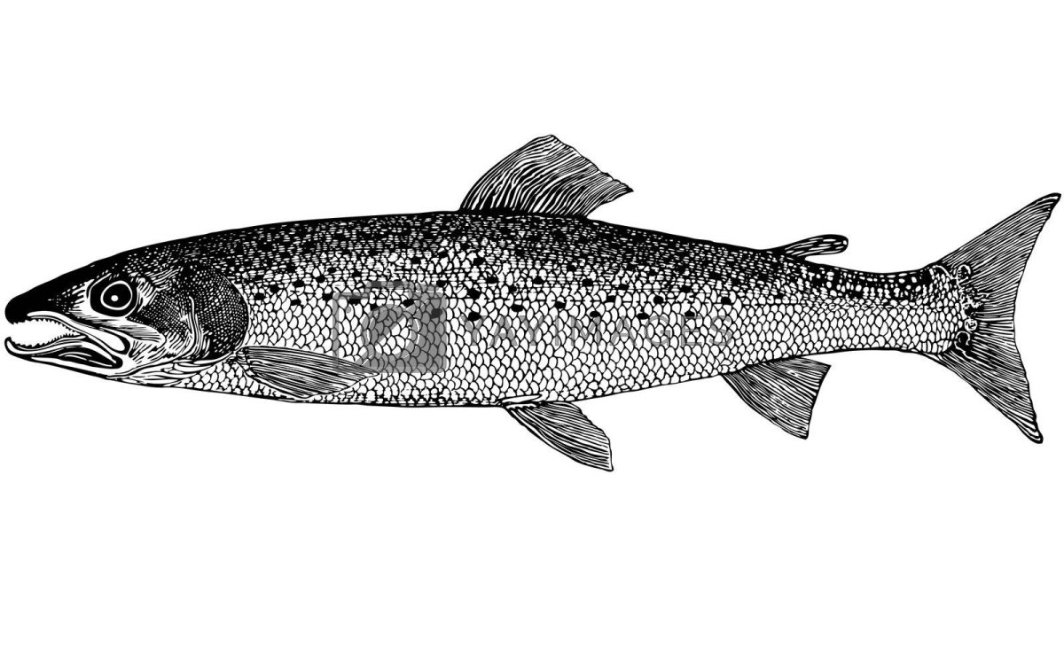 Таймень рыба