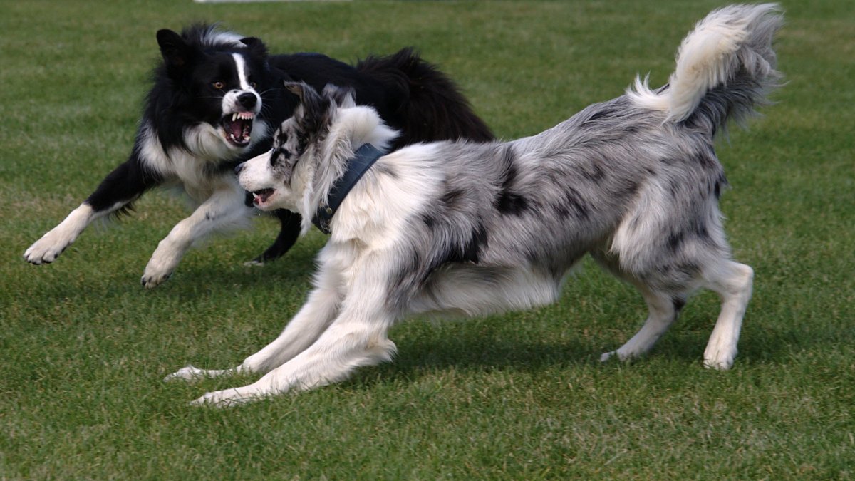 Бордер колли щенки