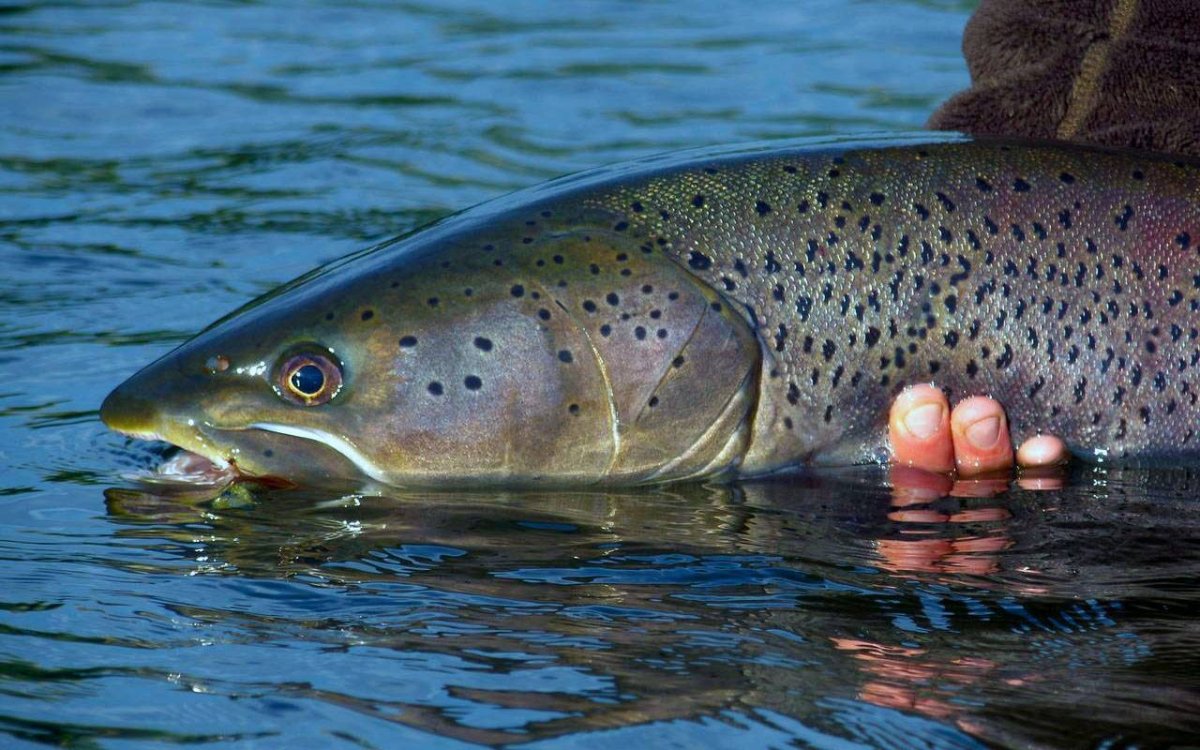 Таймень Дальневосточный