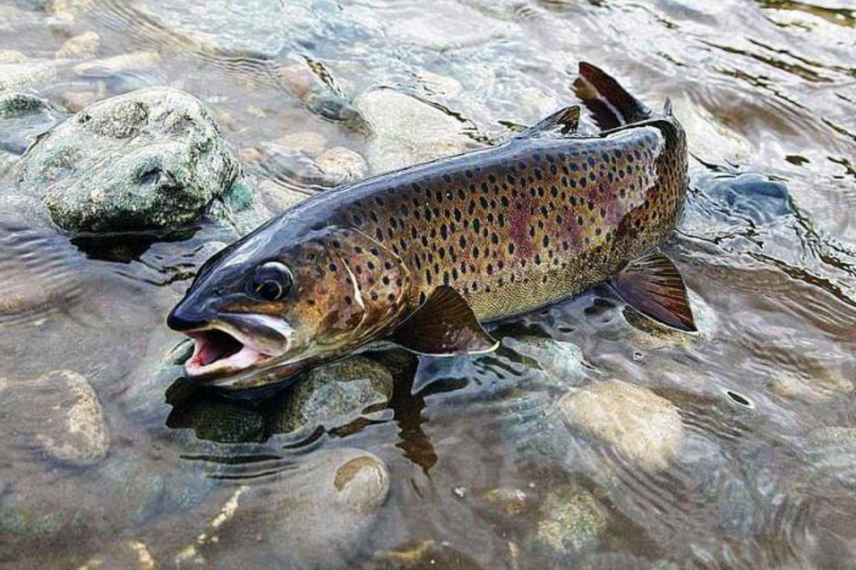 Ленок острорылый