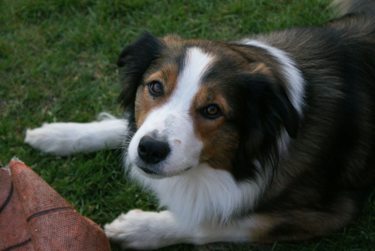 Бордер колли рефференс