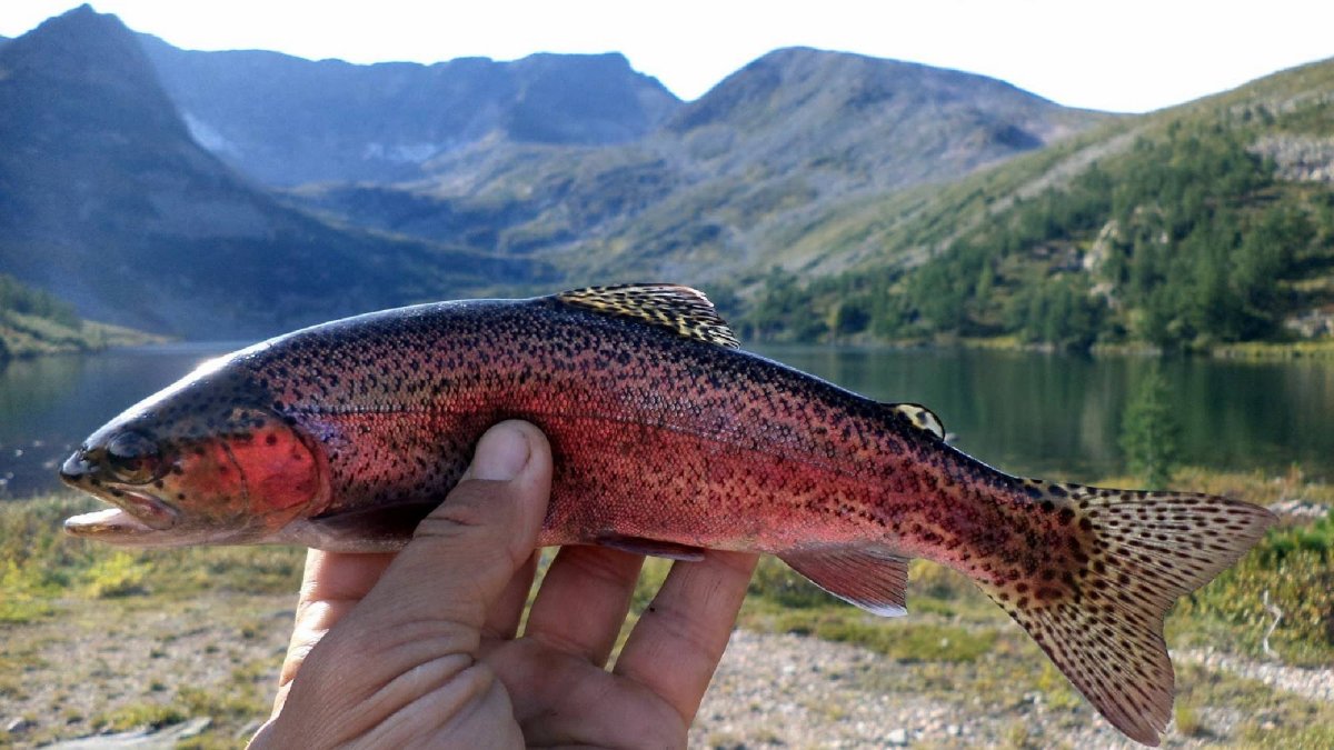 Таймень Бахта
