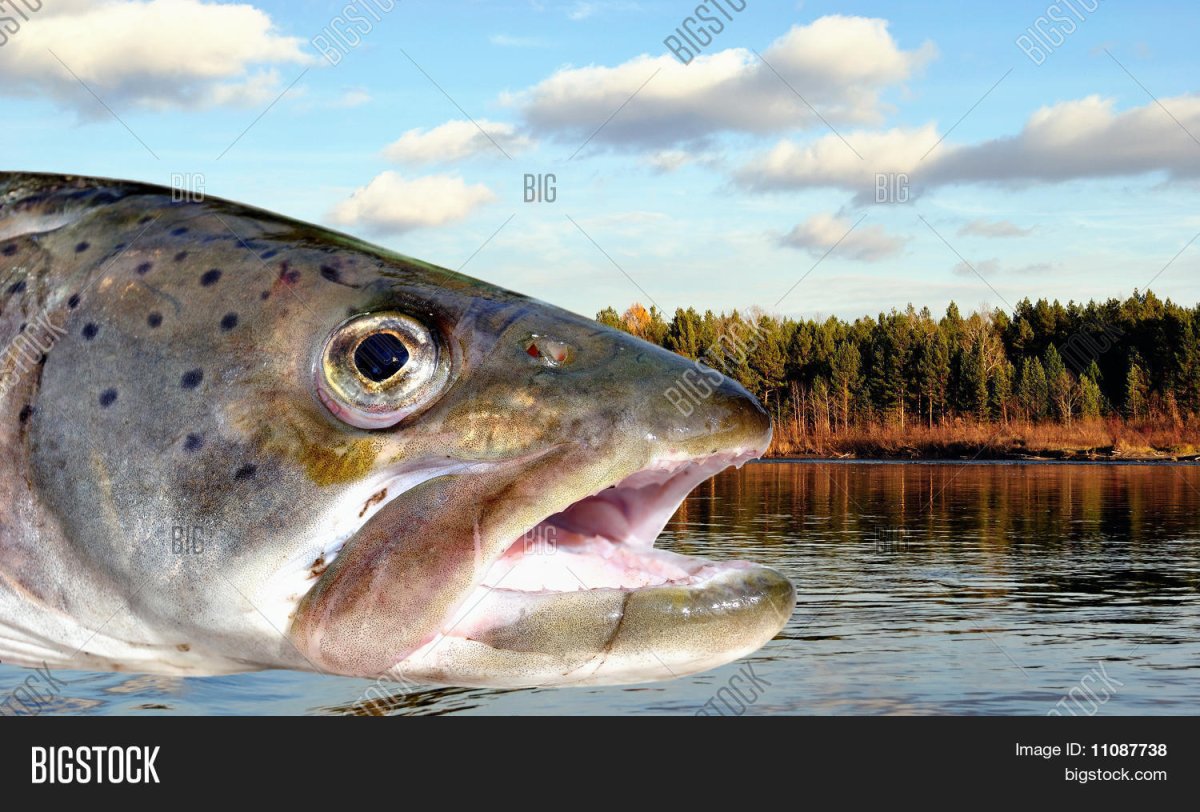 Таймень рыба