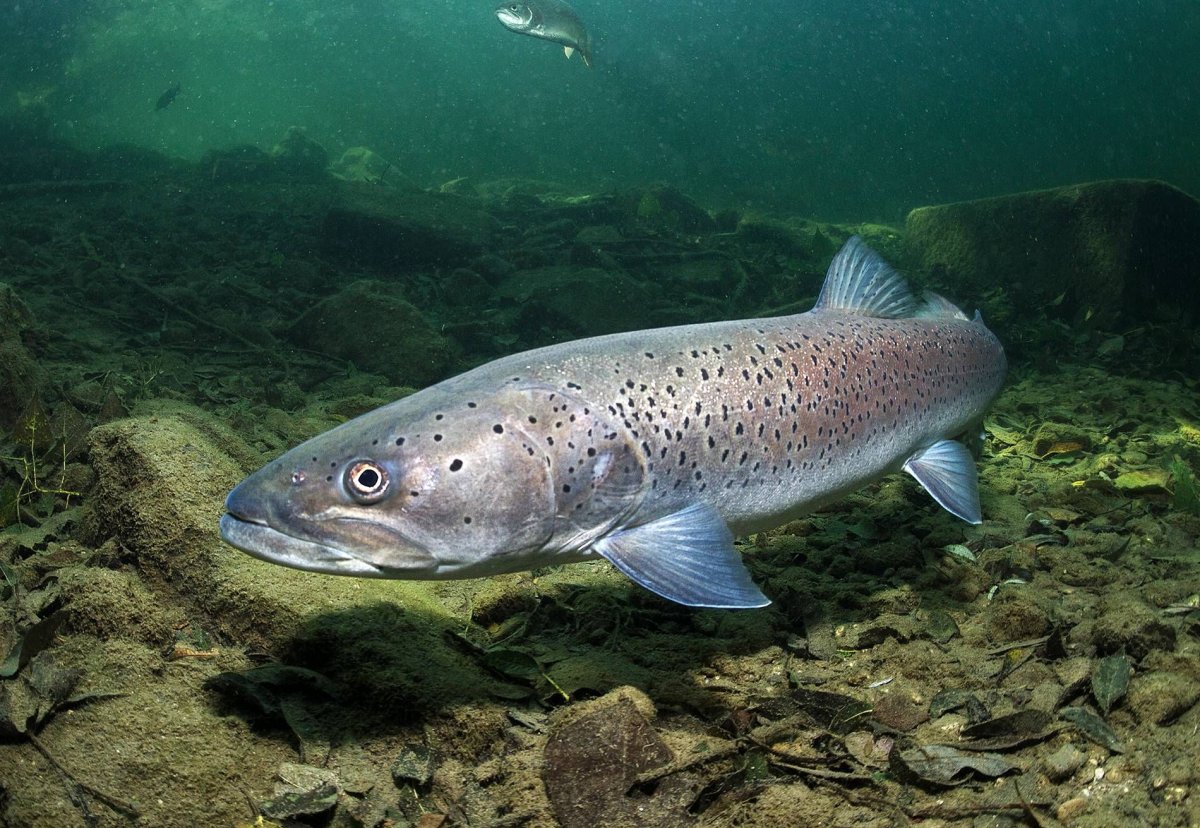 Сибирский Таймень