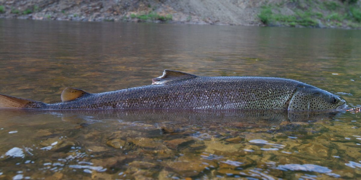 Таймень Байкальский