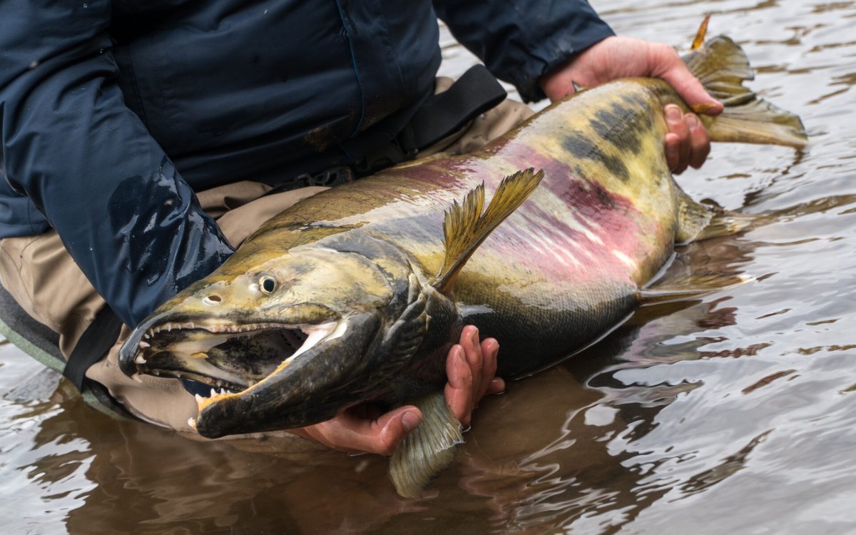 Таймень Телецкого озера