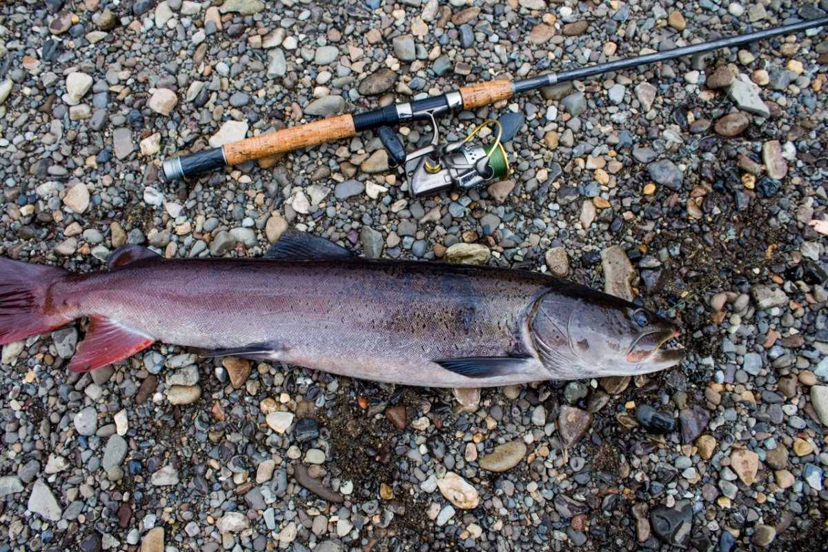 Телецкое озеро рыба Таймень