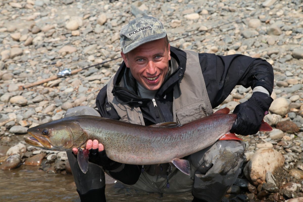 Форель Таймень