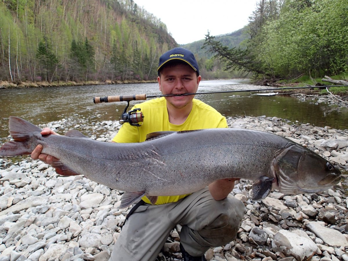 Обыкновенный Таймень Алтай