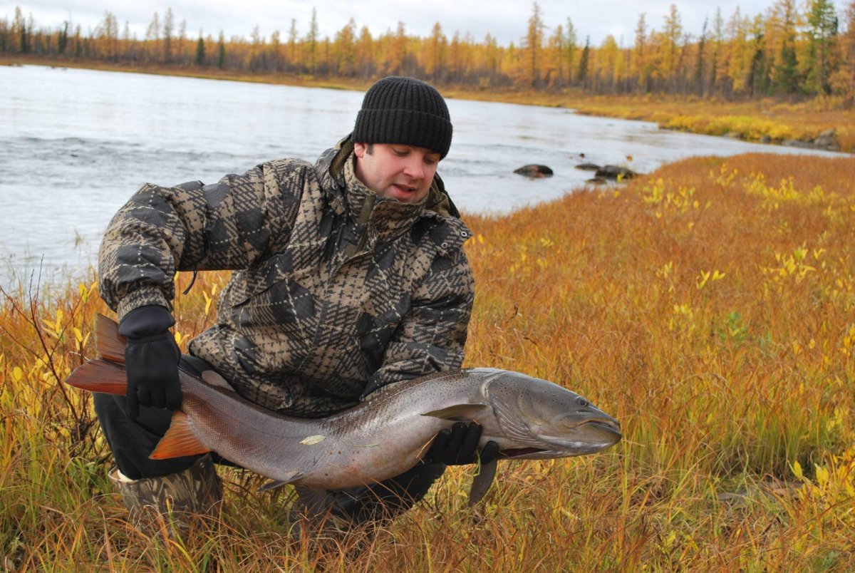 Тальмень рыба