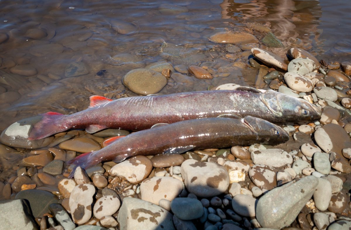 Рыба в Монголии Таймень