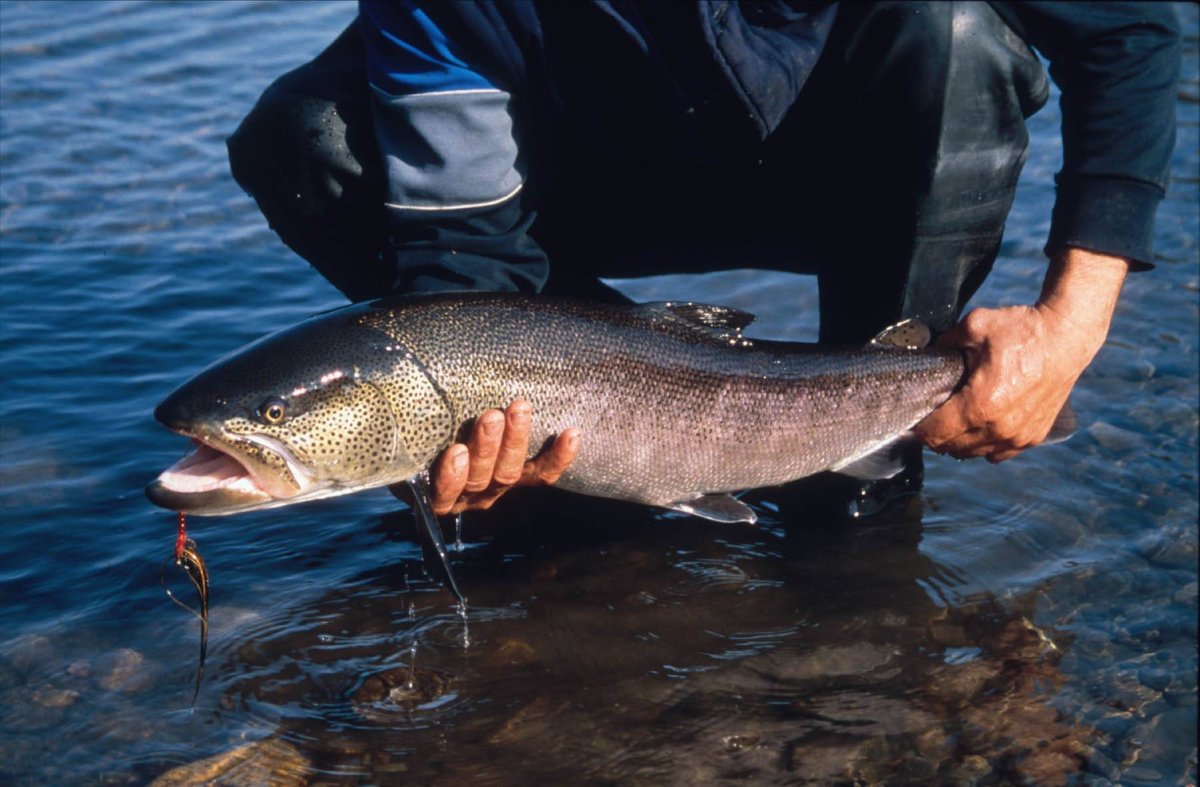 Сахалинский Таймень