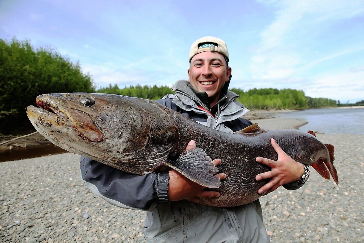Таймень обыкновенный - Hucho Taimen (Таймень Сибирский, Красуля)