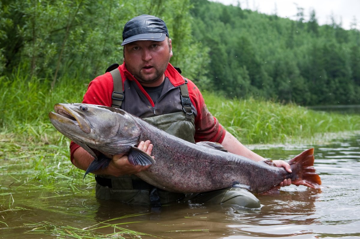 Таймень рыба