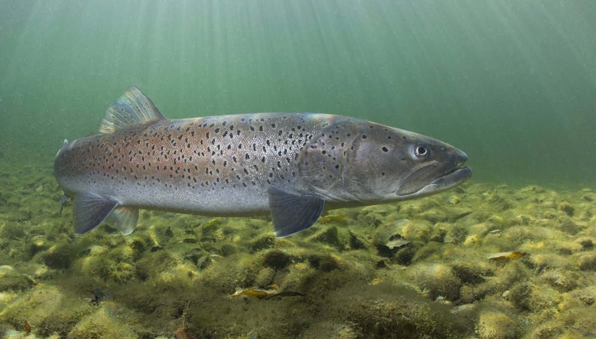 Лосось из рафта