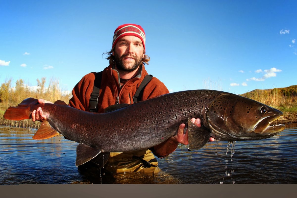 Таймень рыба