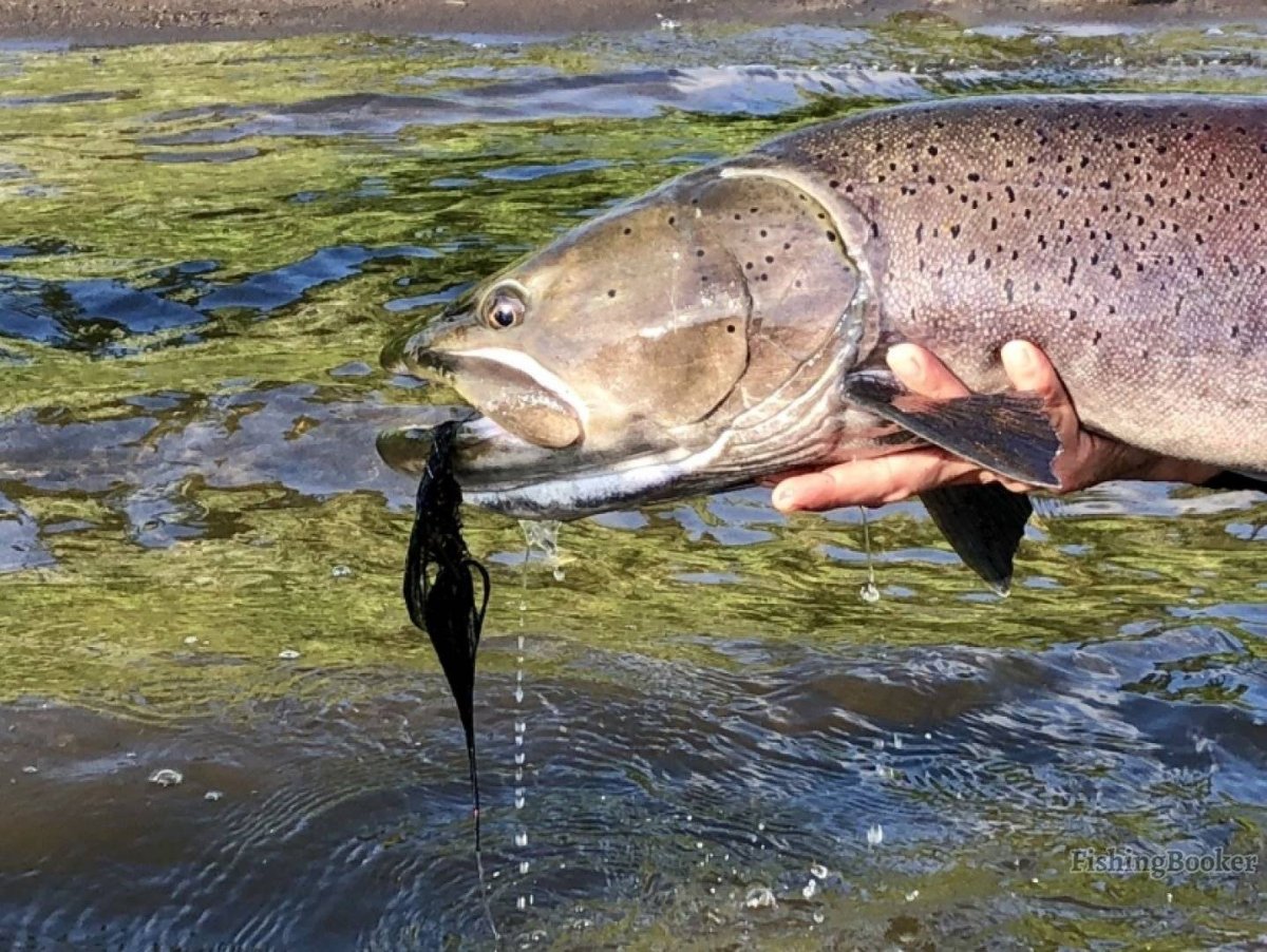 Баргузинский заповедник Таймень