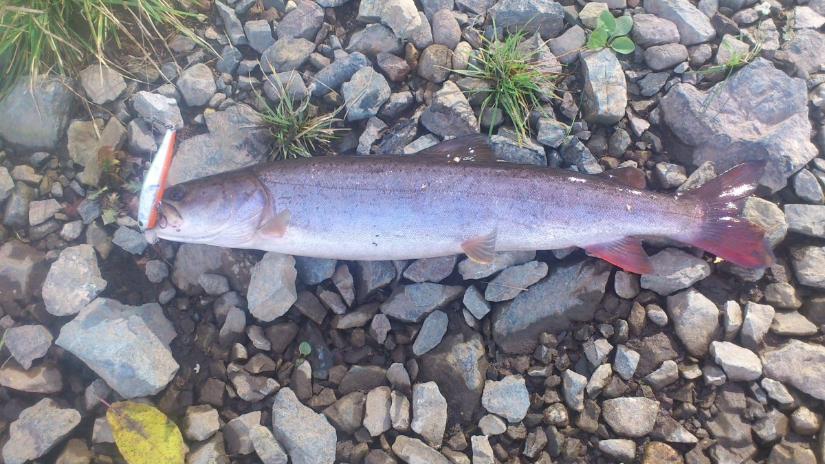 Таймень Забайкальский край