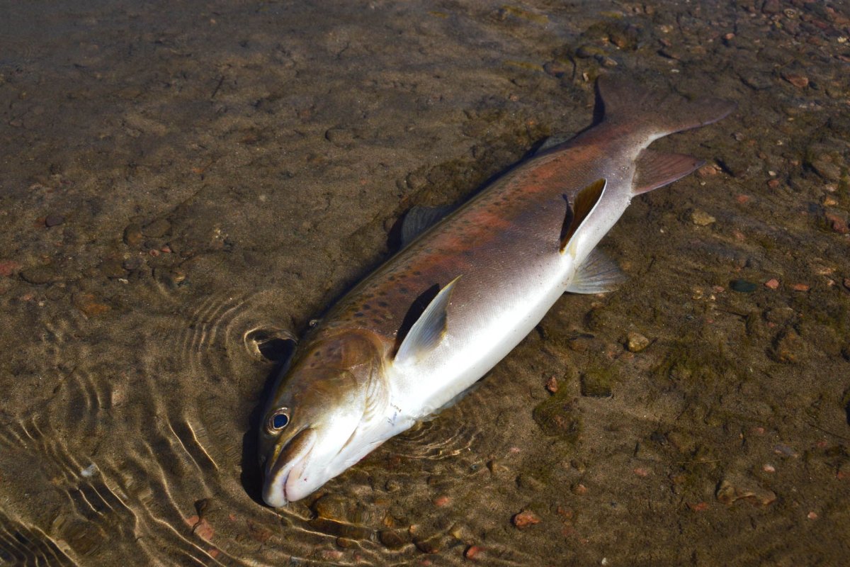 Oncorhynchus rastrosus