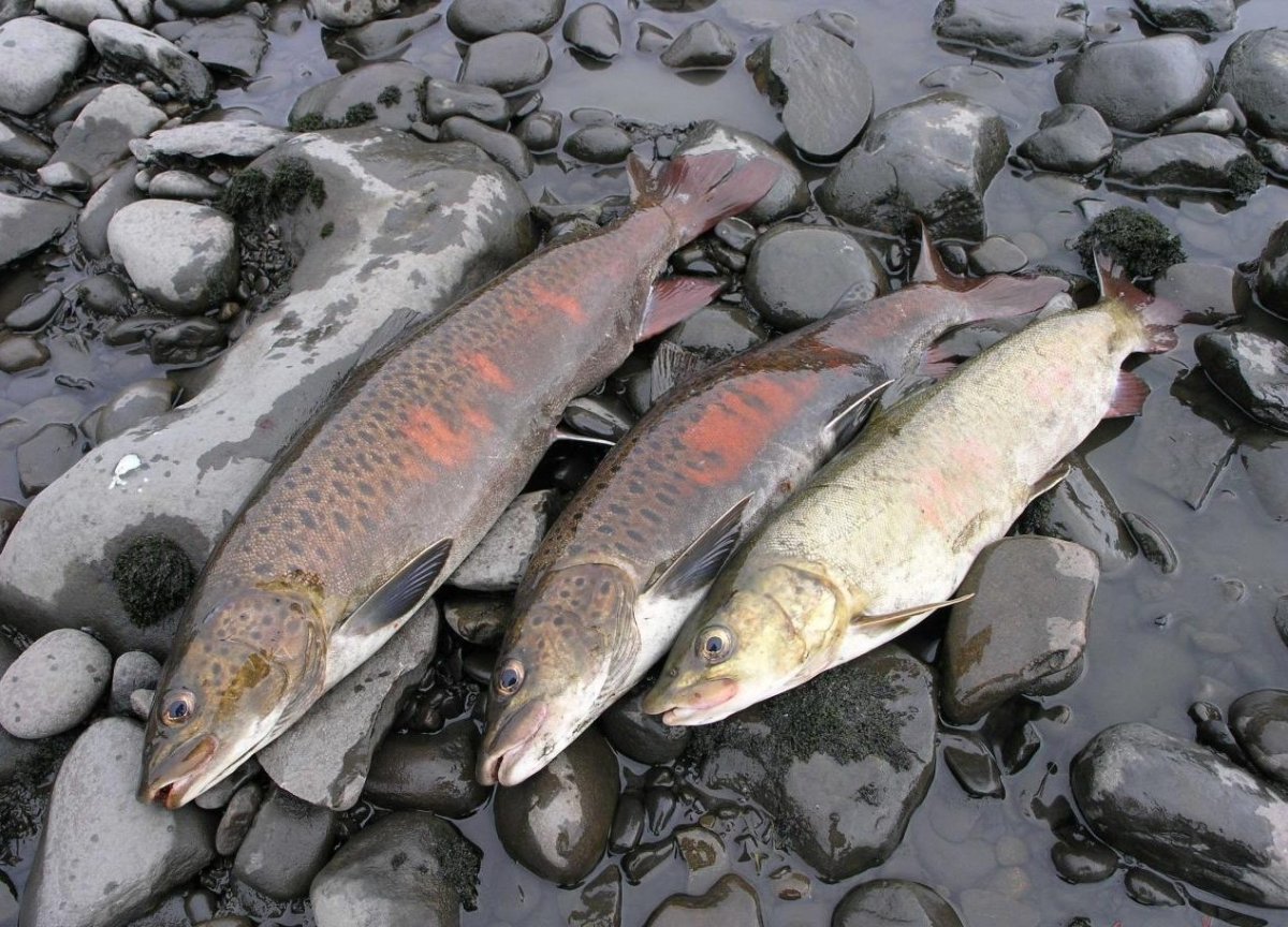 Таймень Ангарский