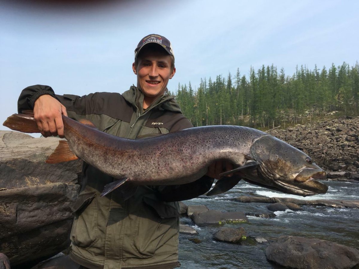 Таймень рыба маленький