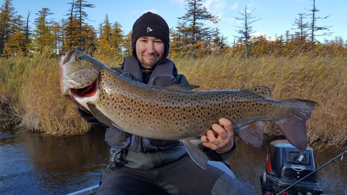 Таймень рыба Якутия