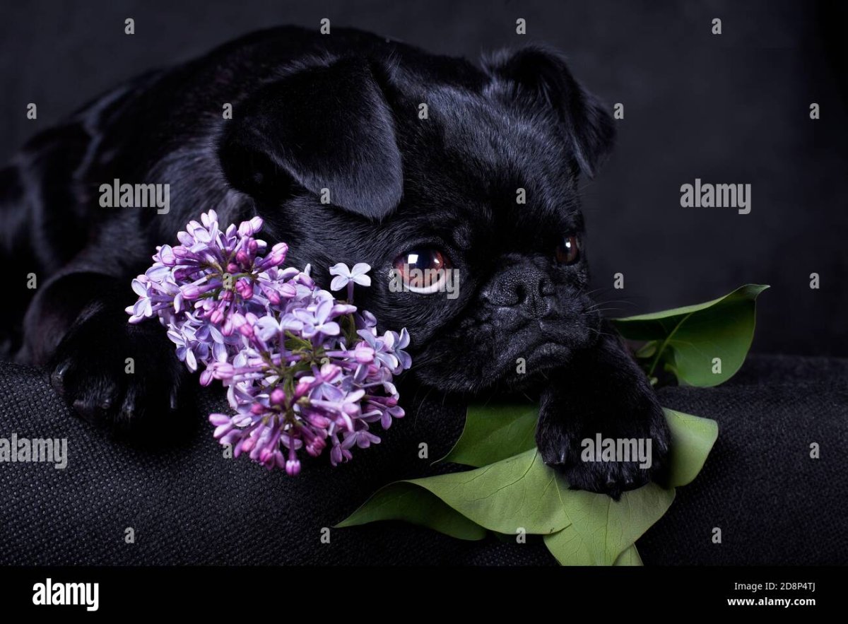 Щенята обои Пти брабансон