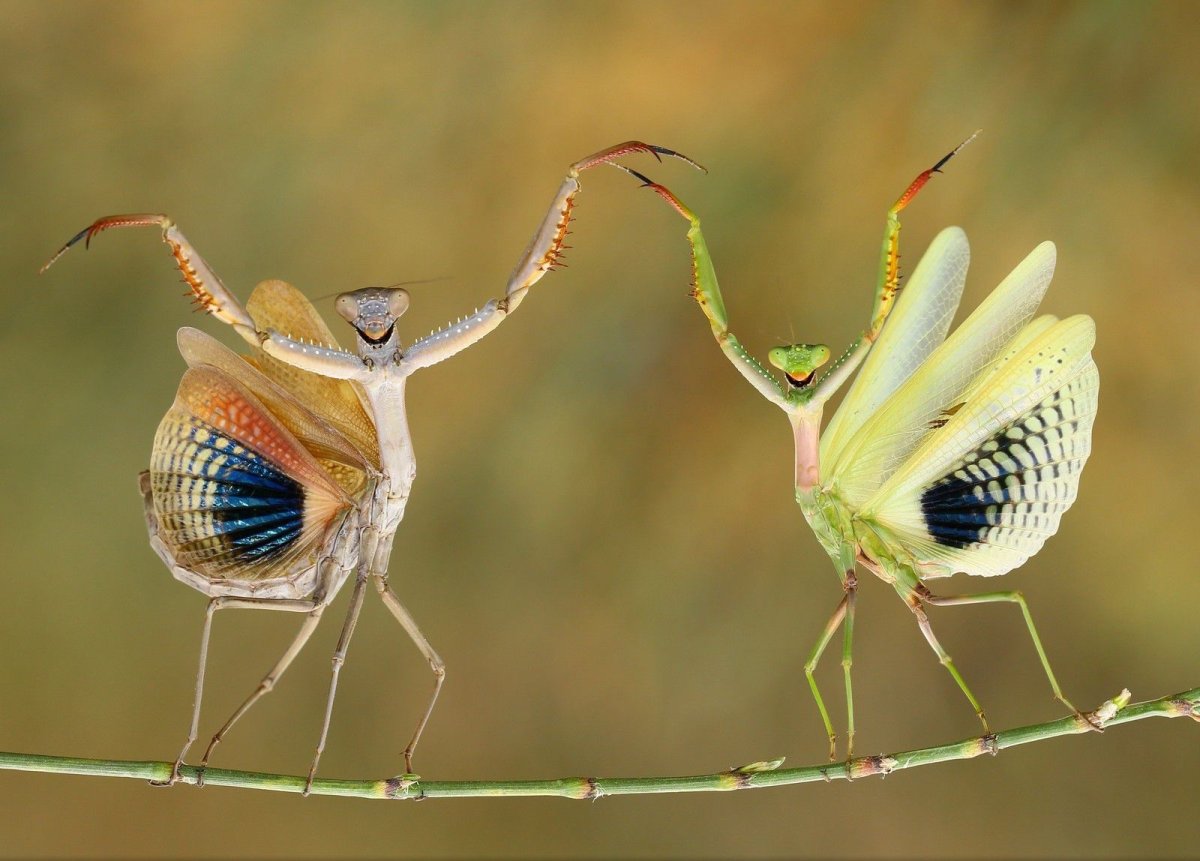 Паук-Павлин (Maratus volans)
